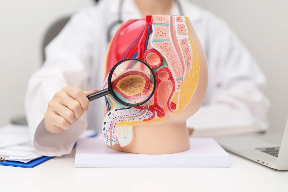 Anatomisches Modell des männlichen Beckens mit Lupe