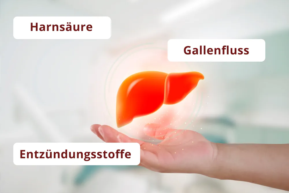 Leber-Diagramm: Harns&auml;ure, Gallenfluss, Entz&uuml;ndungsstoffe