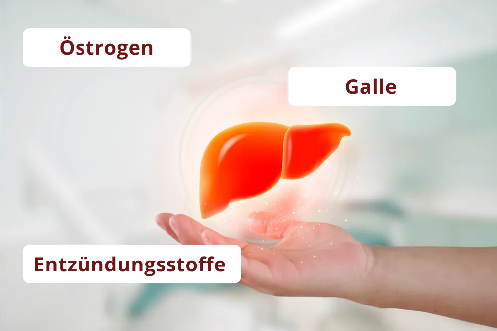 Leber und Hormonhaushalt