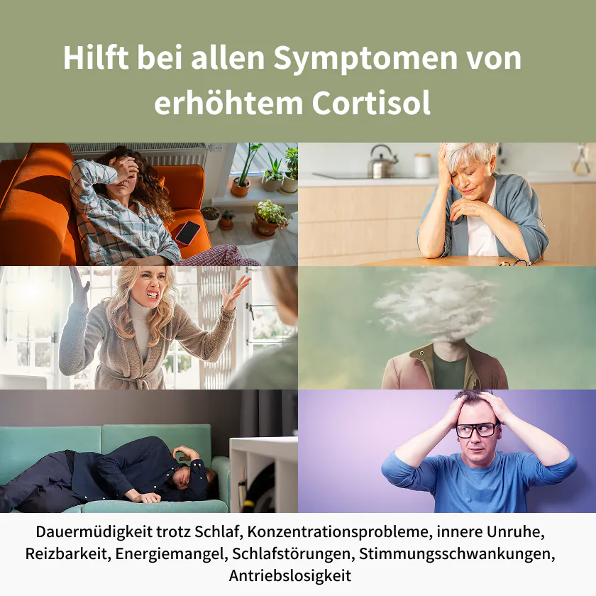 Rhodiola Stress Inhaltsstoffe