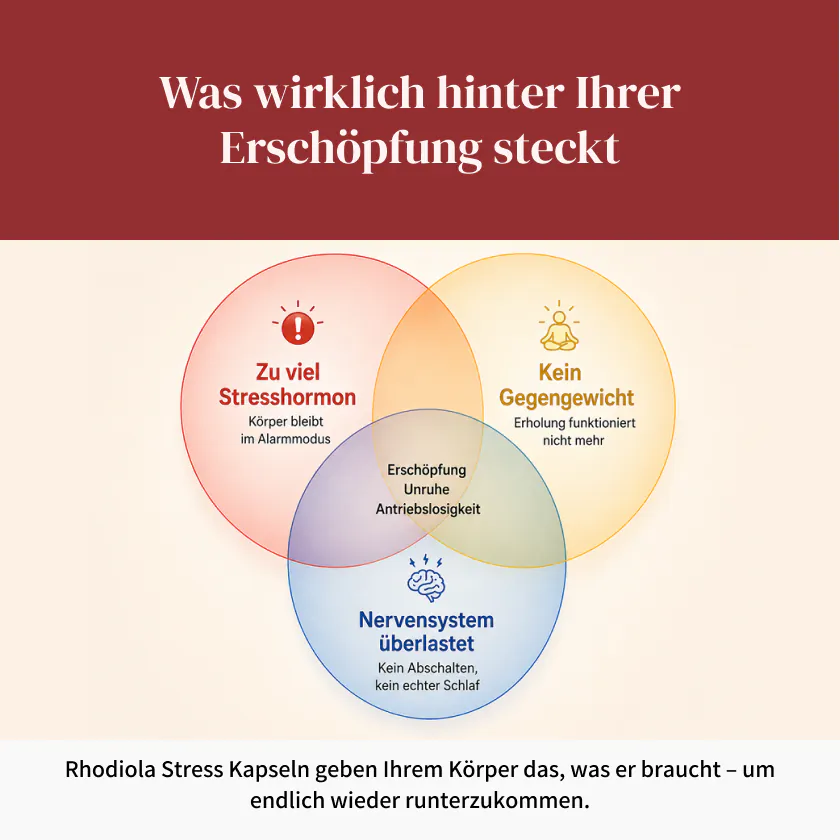Rhodiola Stress Anwendung