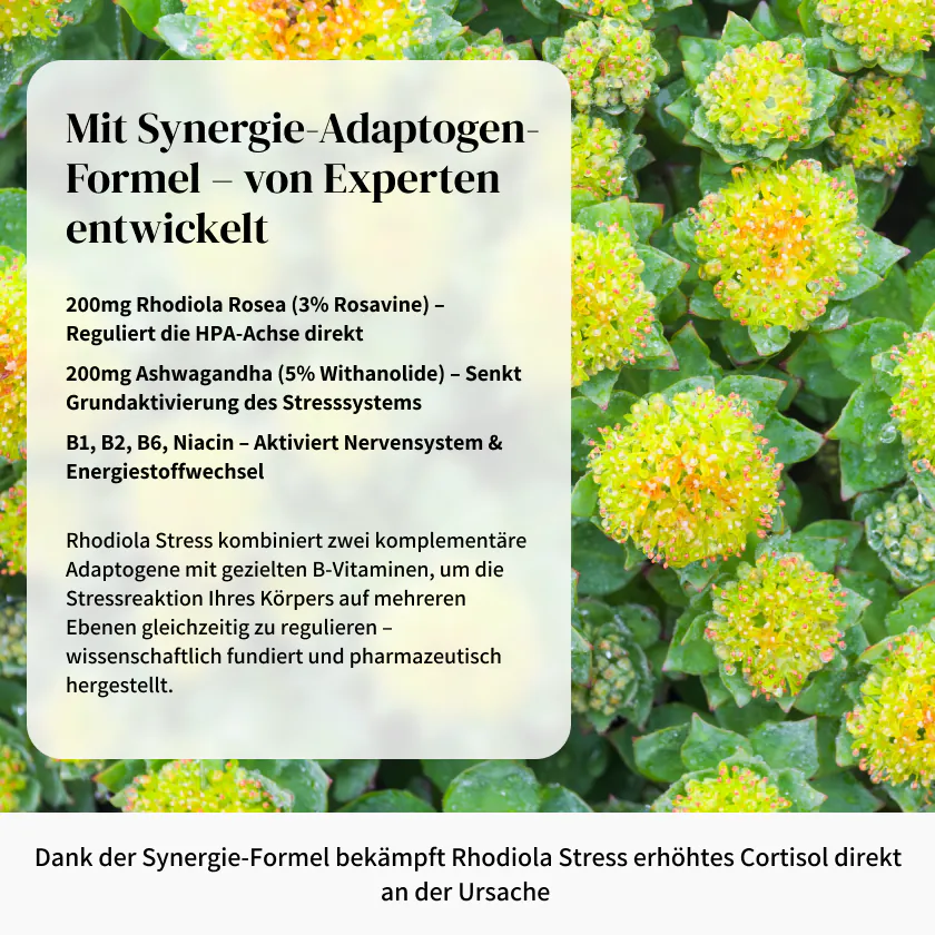 Rhodiola Stress Vorteile