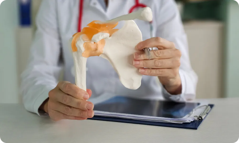 &Auml;rztin h&auml;lt anatomisches Modell eines Kniegelenks