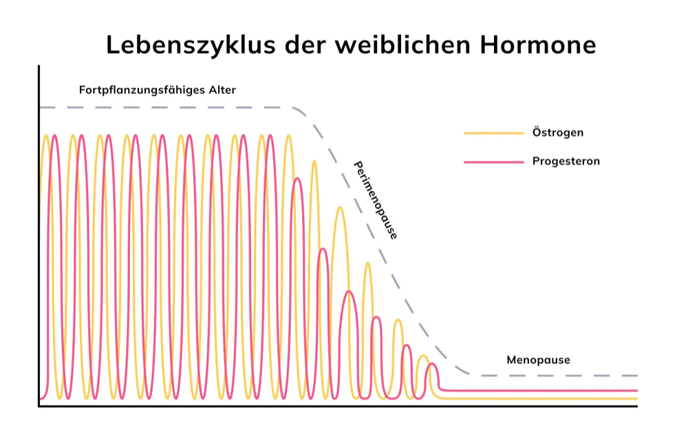 Lebenszyklus der weiblichen Hormone